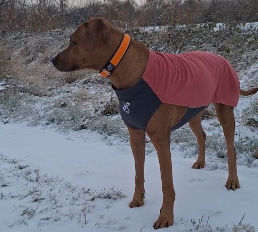 reflexní obojek oranžový